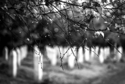 Bošnjaci iz SAD traže da se ozvaniči dan sjećanja na Genocid u Srebrenici